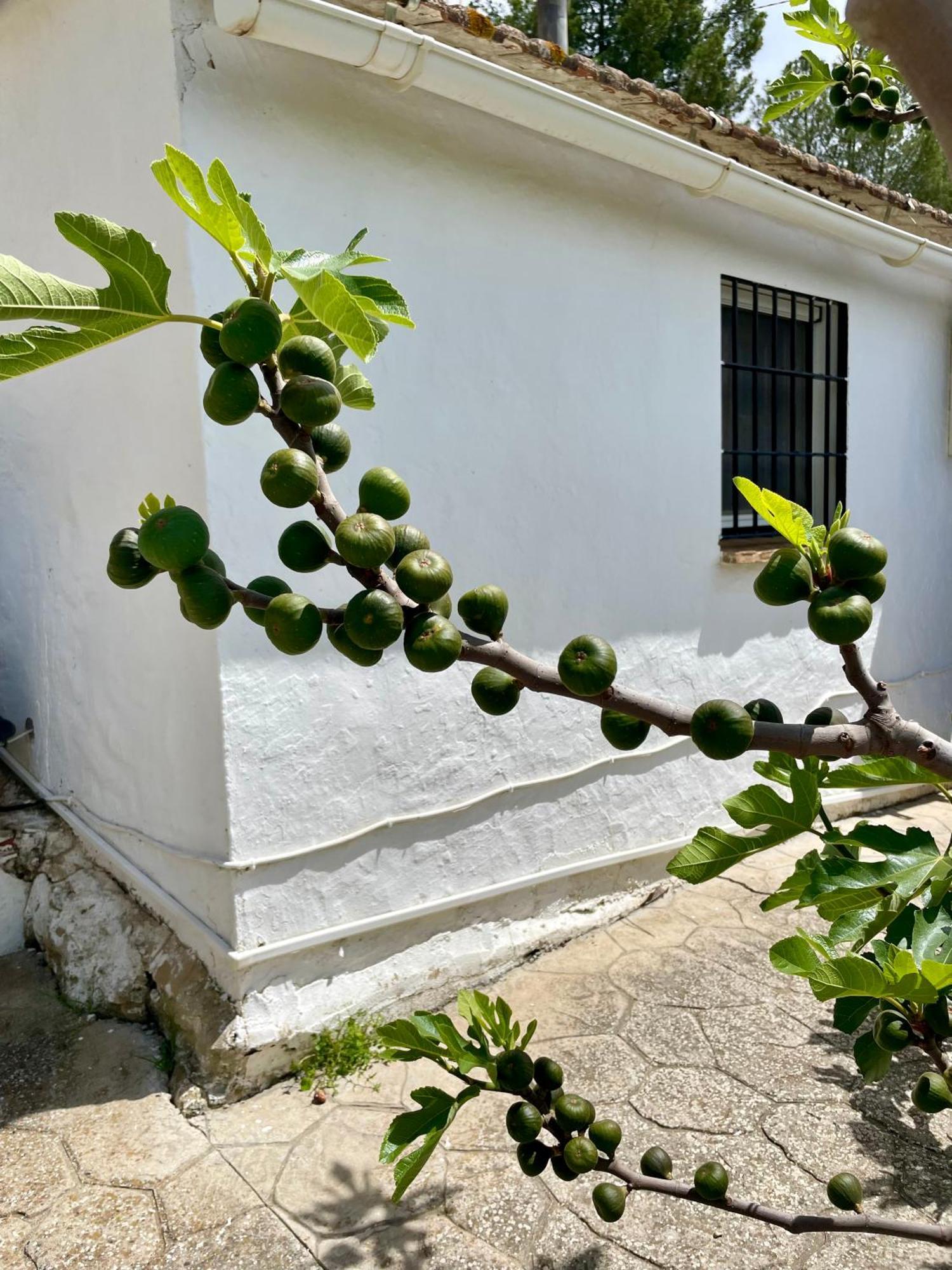 Finca El Sueno Andaluz Villanueva de la Concepción Eksteriør bilde